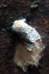 Lymantria dispar