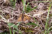Melitaea cinxia