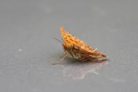 Issoria lathonia