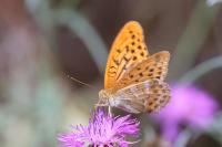 Argynnis paphia