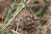 Autographa gamma