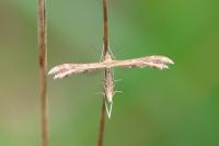 Oxyptilus