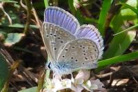 Polyommatus icarus