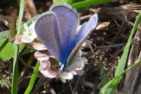 Polyommatus icarus