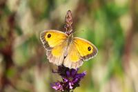 Pyronia tithonus