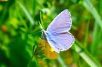 Polyommatus icarus