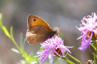 Maniola jurtina