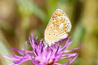 Aricia agestis