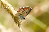 Aricia agestis