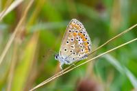 Polyommatus icarus