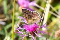 Lycaena tityrus