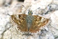 Erynnis tages