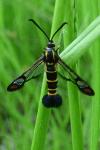 Synanthedon