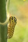 Papilio machaon