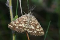 Ematurga atomaria