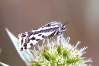 Emmelia trabealis