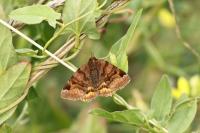 Euclidia glyphica