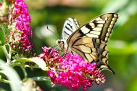 Papilio machaon
