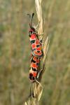 Zygaena fausta