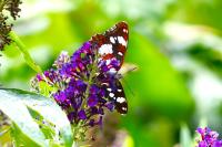 Limenitis reducta