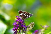 Araschnia levana