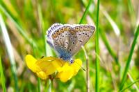 Polyommatus icarus