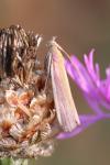 Oncocera semirubella