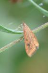 Udea ferrugalis