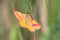 Lythria cruentaria