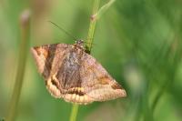 Euclidia glyphica