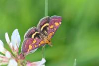 Pyrausta purpuralis