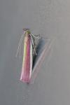 Oncocera semirubella