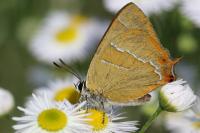 Thecla betulae