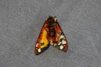Arctia villica