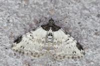 Xanthorhoe fluctuata