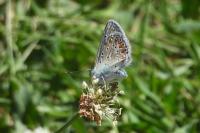 Polyommatus icarus
