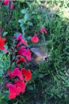 Macroglossum stellatarum
