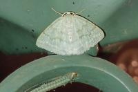 Pseudoterpna pruinata