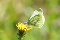 Pieris napi