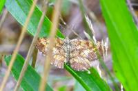 Ematurga atomaria