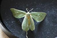 Thalera fimbrialis