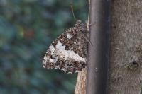 Brintesia circe