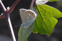 Polyommatus icarus