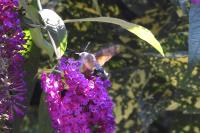 Macroglossum stellatarum