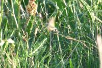 Macroglossum stellatarum