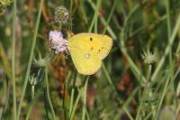 Colias crocea