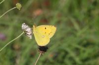 Colias crocea