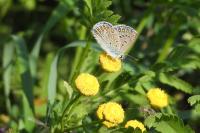 Polyommatus icarus
