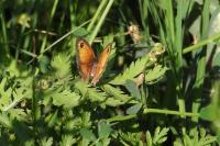 Pyronia tithonus