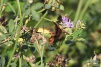 Euclidia glyphica